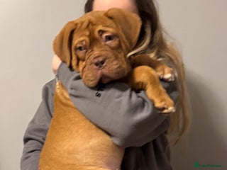 Dogue De Bordeaux dogs Ready to go last Outstanding Chunky KC DDB Puppy - Advert 4