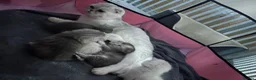 Scottish Fold cats for sale: Scottish Fold  - Advert 1