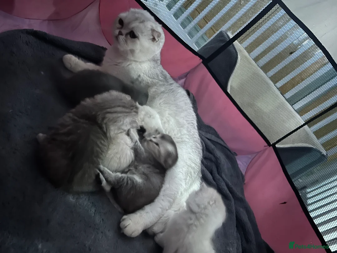 Scottish Fold cats for sale: Scottish Fold  - Advert 1