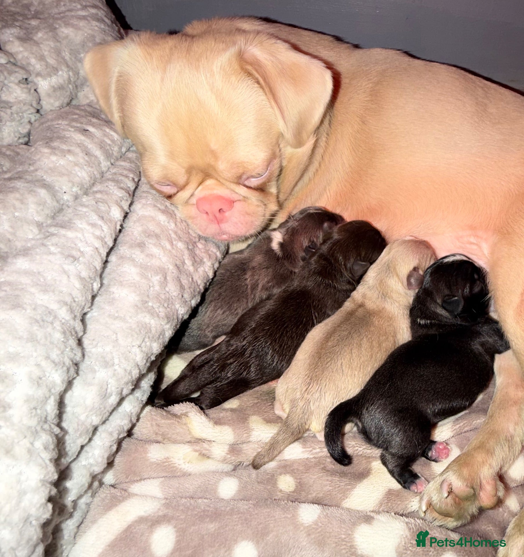 Pug dogs 🐾 PEGGY × ALASKA — A TRULY UNIQUE PUG LITTER 🐾  - Advert 1
