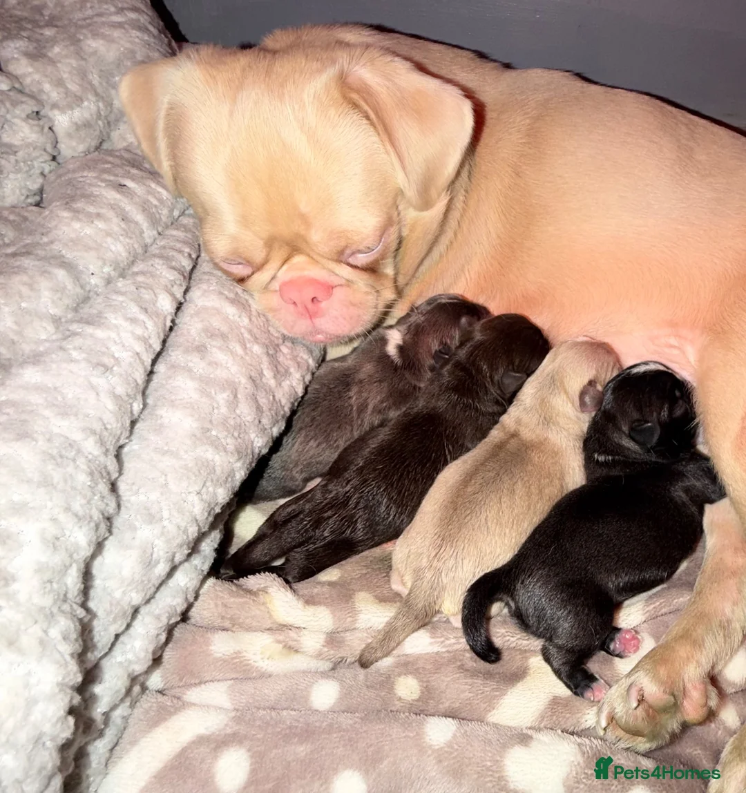 Pug dogs for sale: 🐾 PEGGY × ALASKA — A TRULY UNIQUE PUG LITTER 🐾  in Worcester - Advert 1
