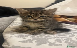 Mixed Breed cats for sale: Kitten available  - Image 6