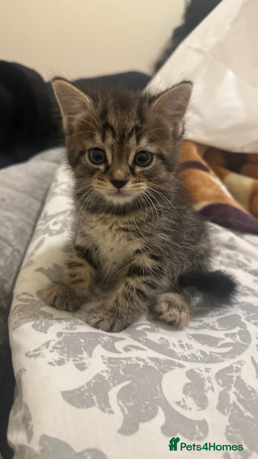 Mixed Breed cats for sale: Kitten available  - Image 6
