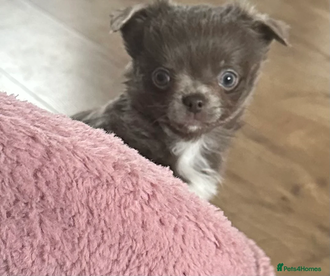 Chihuahua dogs for stud: kc lilac long haired chihuahua for Stud in South Shields - Advert 11