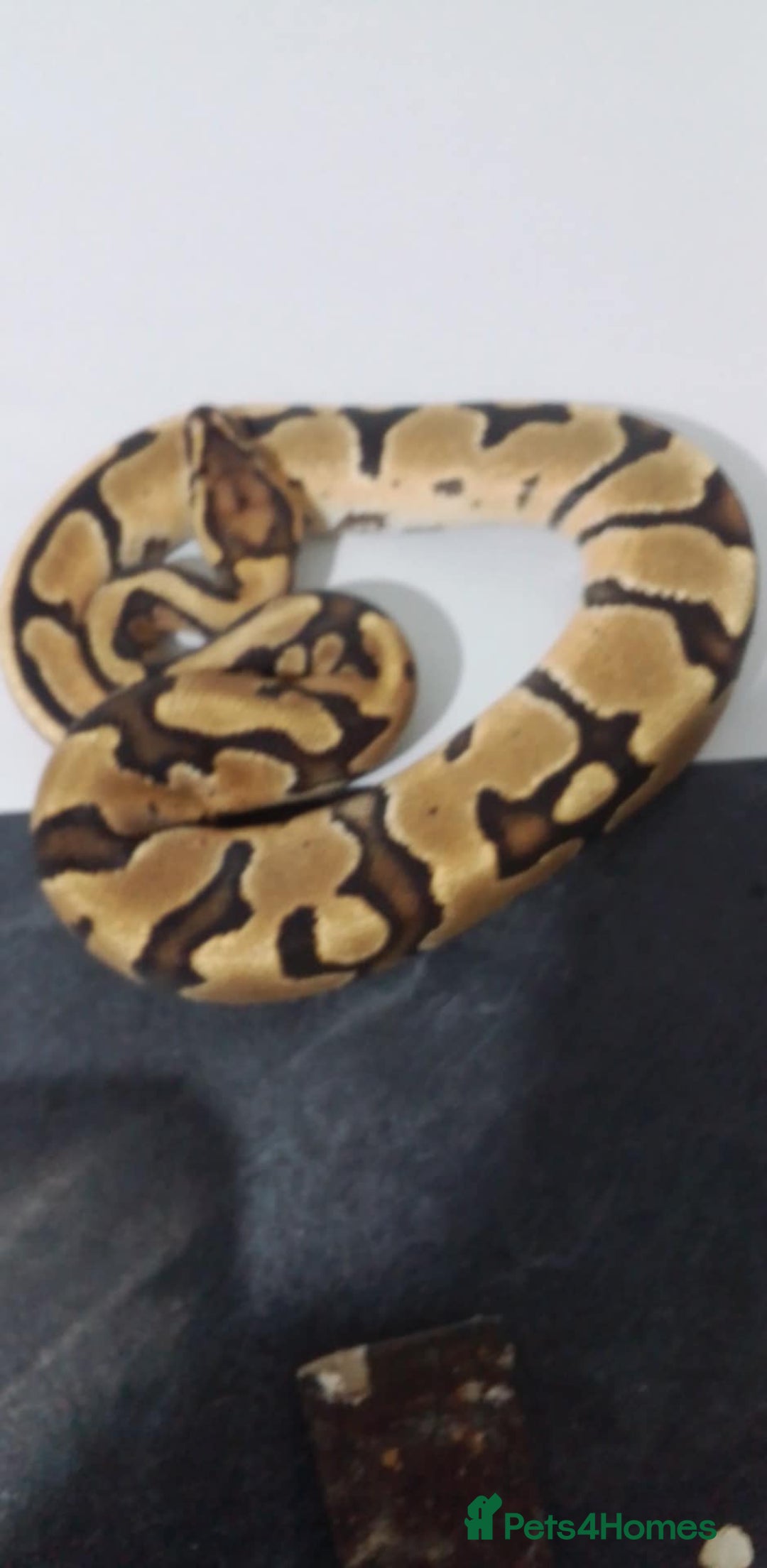 Python Snake reptiles for sale: Ball pythons for sale  - Advert 2