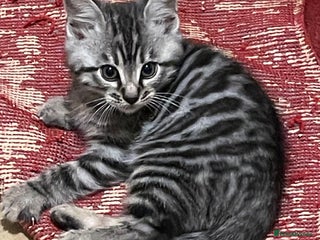 Bengal cats Bengal x kittens boys - Advert 1