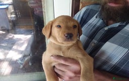 Labrador Retriever dogs for sale: Sweet labrador puppies - Image 1