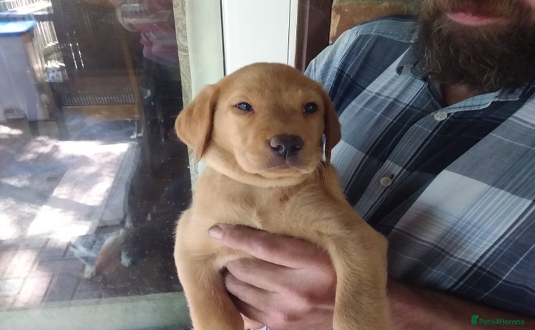 Labrador Retriever dogs - Advert 2