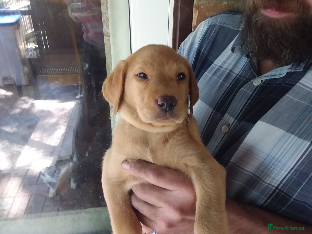 Labrador Retriever dogs for sale: Sweet labrador puppies - Image 1