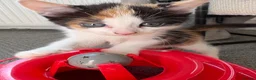 Mixed Breed cats for sale: Female Calico Kitten - Advert 18