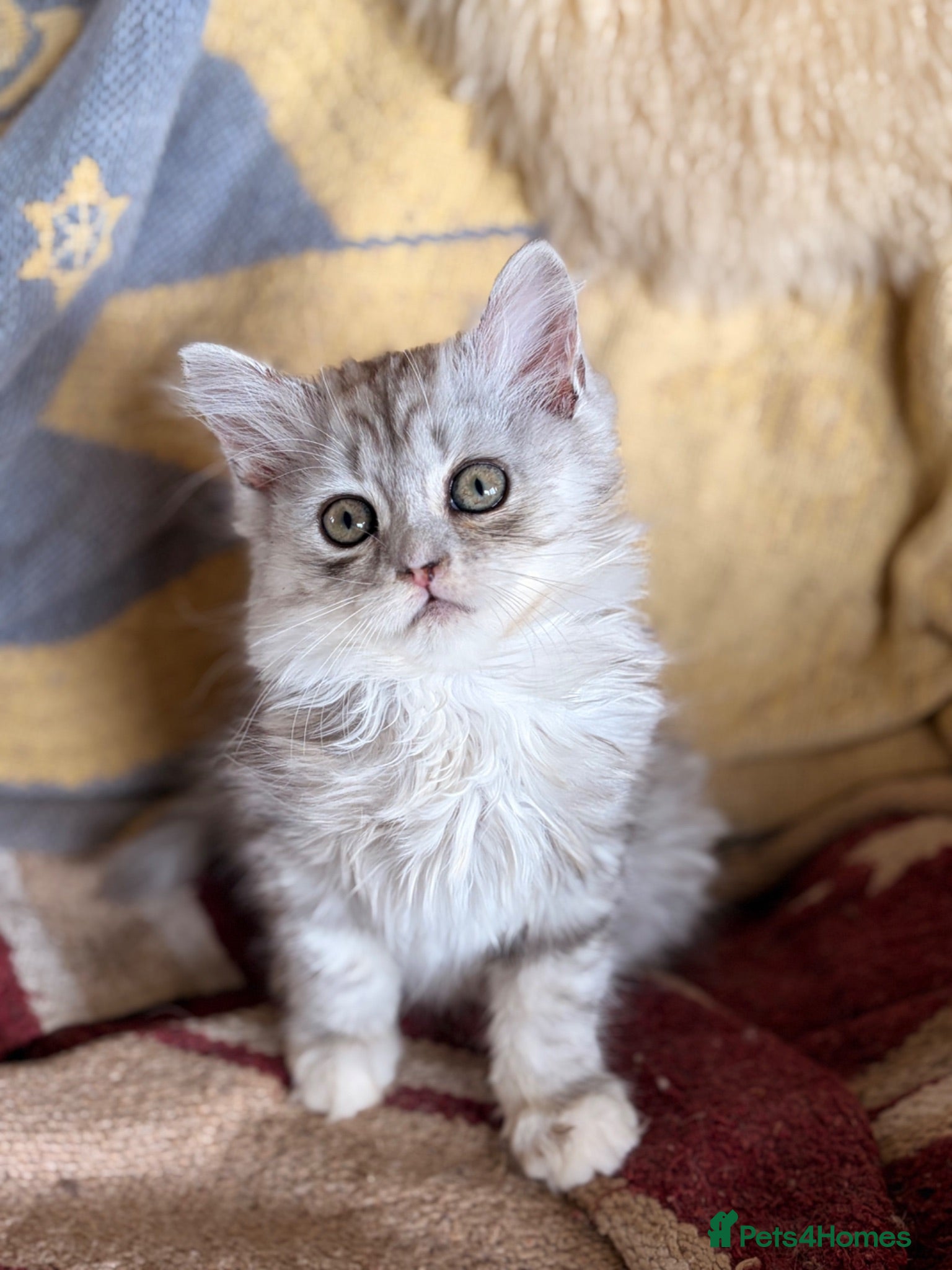 Scottish Fold cats GORGEOUS SCOTTISH FOLD X EXOTIC PERSIAN KITTENS - Advert 7