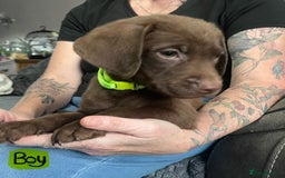 Mixed Breed dogs for sale: Chessadore Puppy’s  - Advert 6