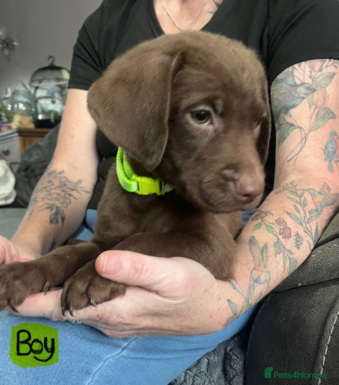 Mixed Breed dogs for sale: Chessadore Puppy’s  - Advert 6