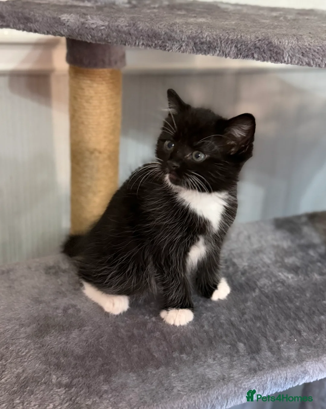 British Shorthair cats for sale: Cute kittens for sale - Advert 5