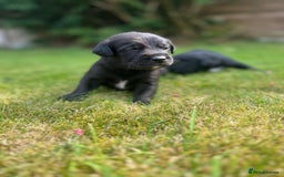 Labrador Retriever dogs for sale: Borador puppies! - Image 1