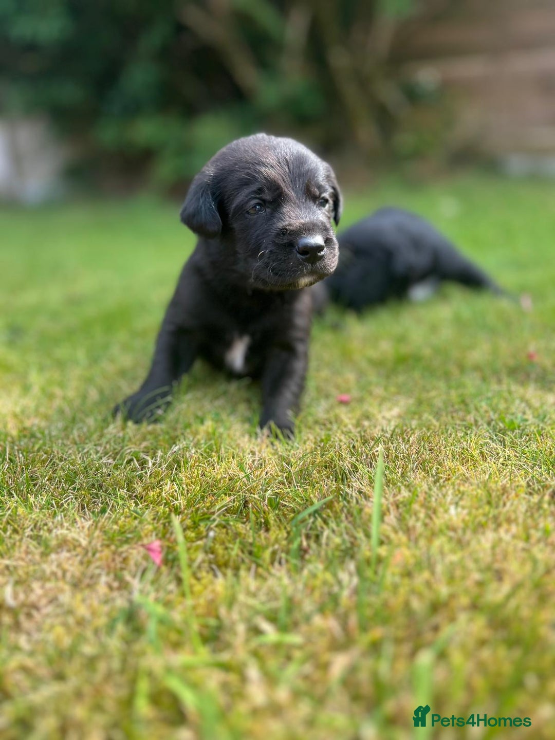 Labrador Retriever dogs for sale: Borador puppies! - Image 1