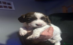 English Springer Spaniel dogs for sale: English springer spaniel puppies for sale - Image 12