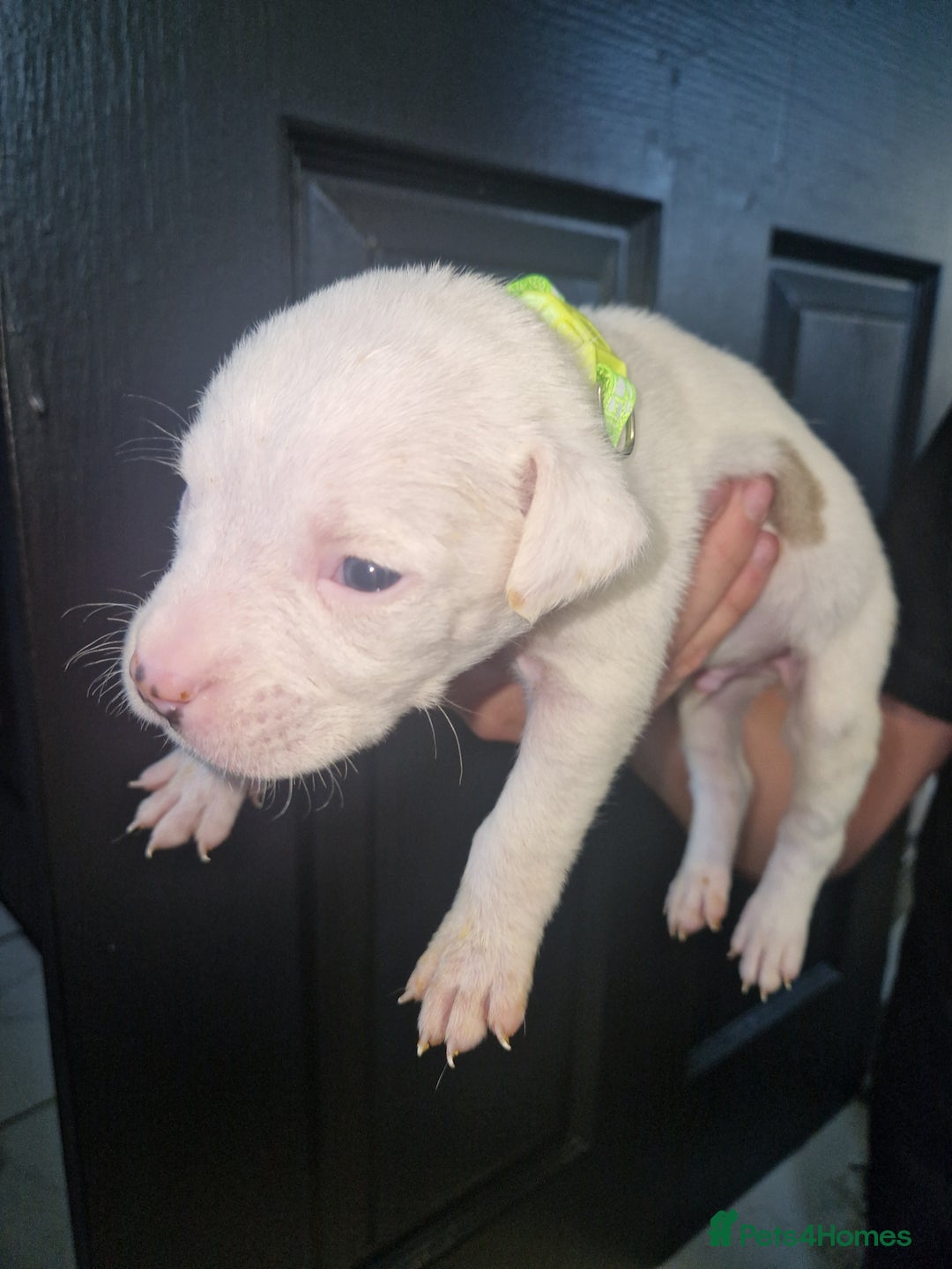 American Bulldog dogs for sale: American  bulldog  pups - Image 18