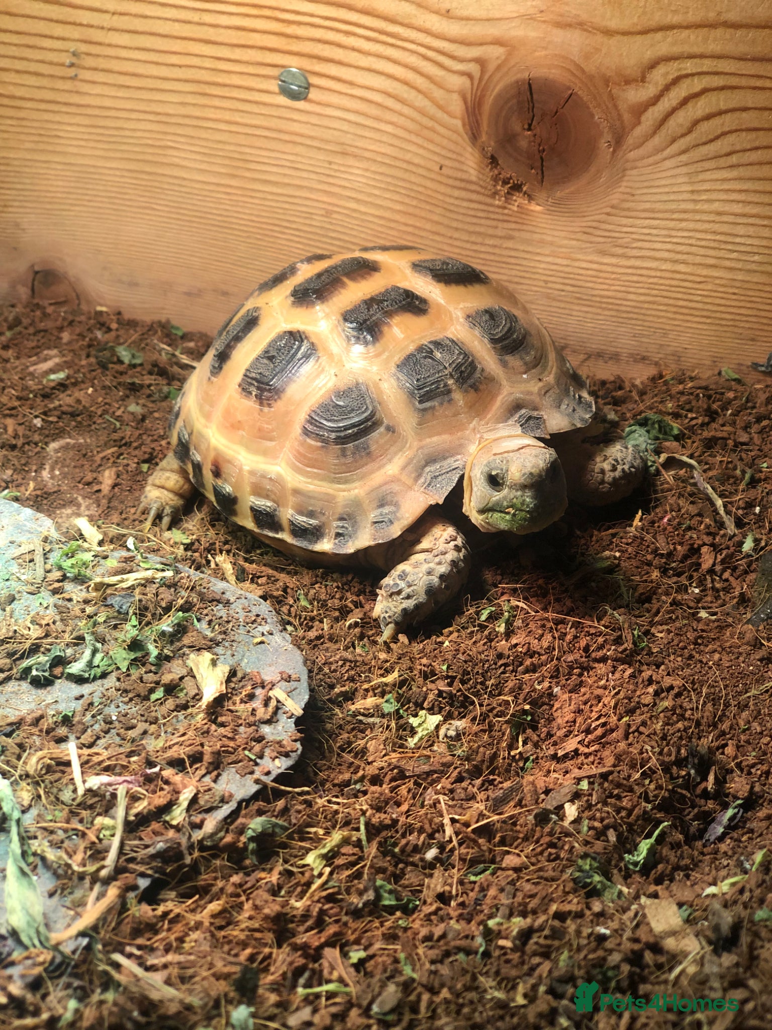 Tortoise reptiles Horsefield Tortoise - Advert 1