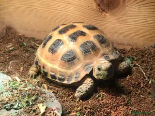 Tortoise reptiles Horsefield Tortoise - Advert 1