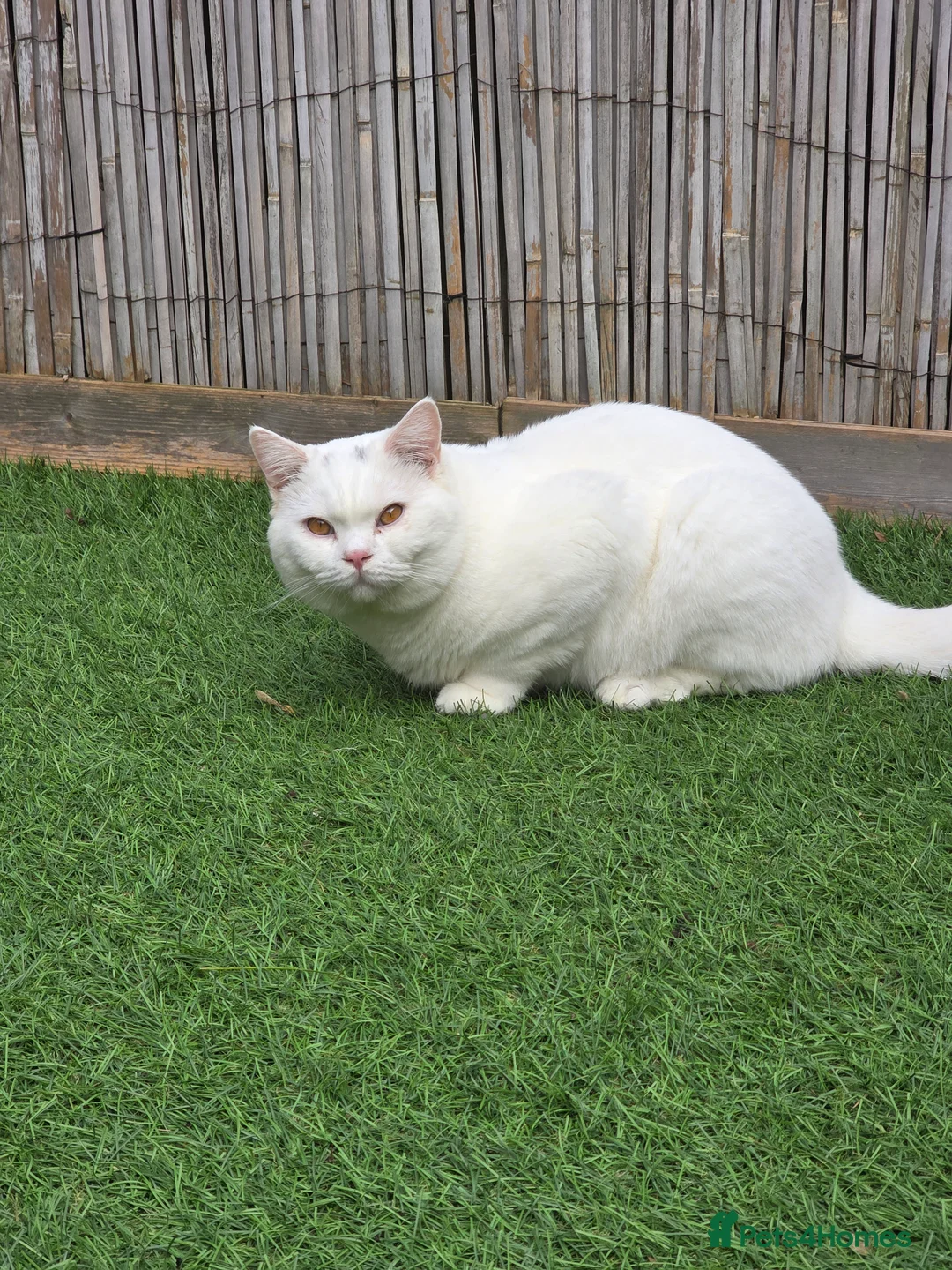 British Shorthair cats for stud: British Shorthair White Boy – proven stud service  - Advert 5