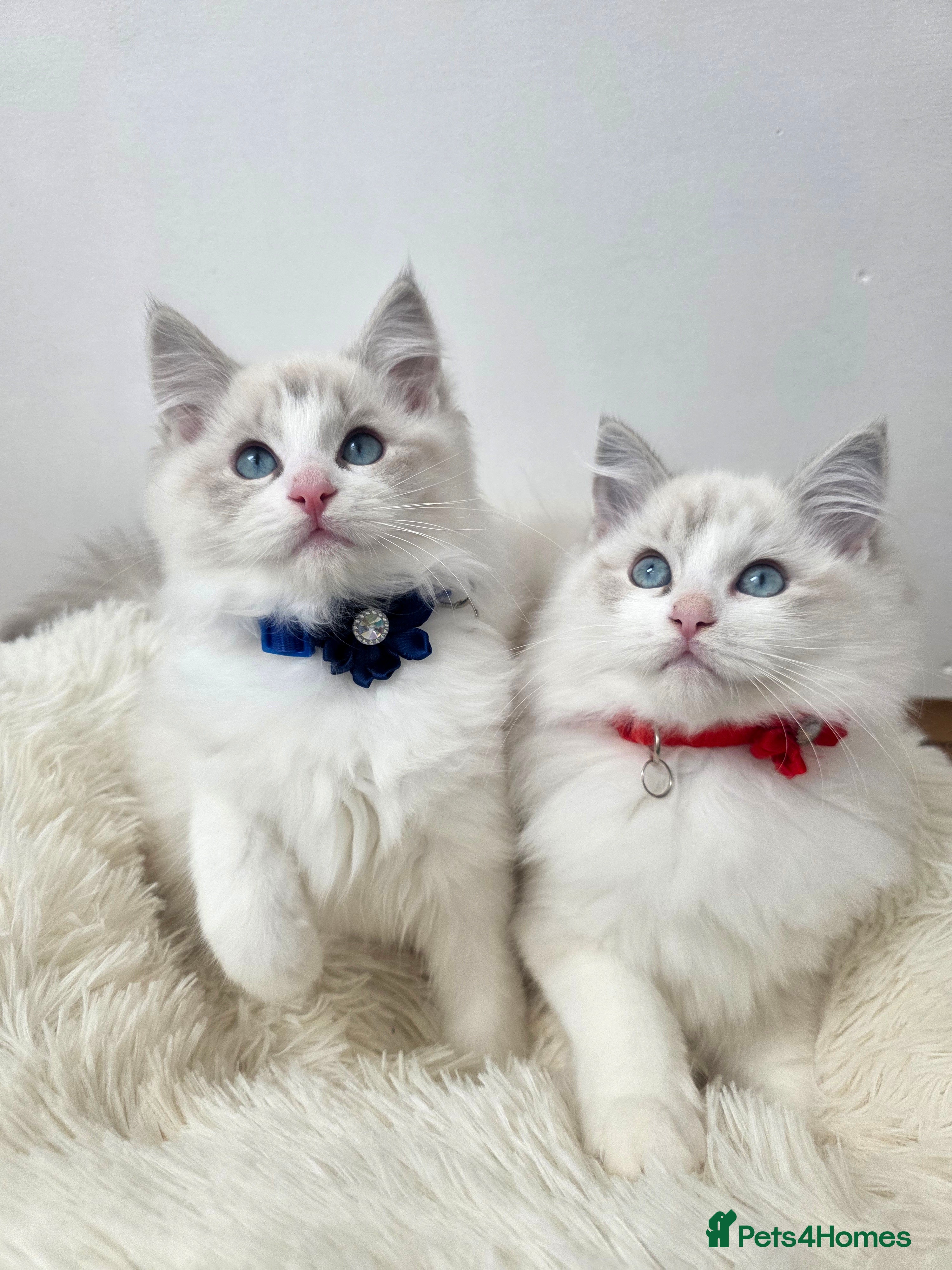 Ragdoll cats 💕GCCF registered ragdoll kittens💕 - Advert 2