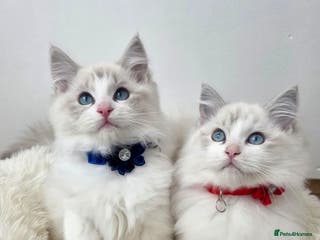Ragdoll cats 💕GCCF registered ragdoll kittens💕 - Advert 6