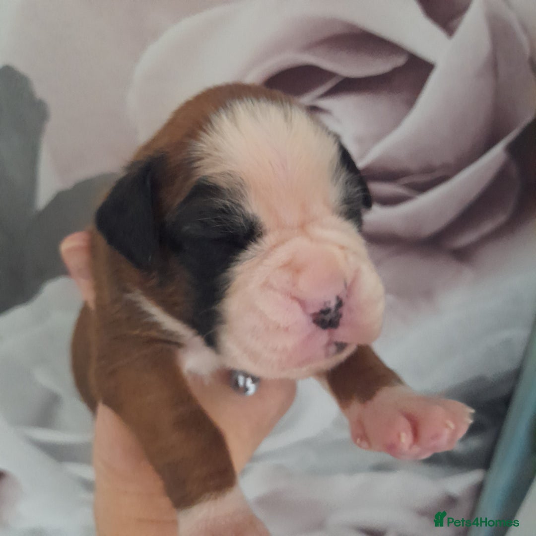 Boxer dogs for sale: Reduced last pup. Stunning Pedigree Boxer  - Advert 3