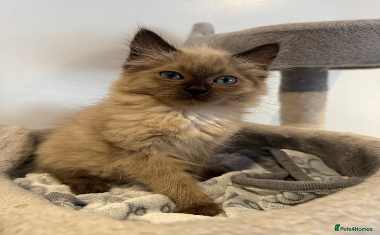 Ragdoll cats - Advert 3