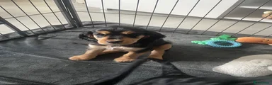 Cocker Spaniel 3