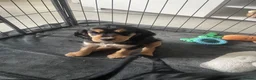 Cocker Spaniel dogs for sale: Cocker spaniel puppies  - Advert 31