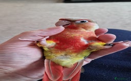 Conures birds for sale: Beautiful fully hand reared conure baby's  - Advert 23