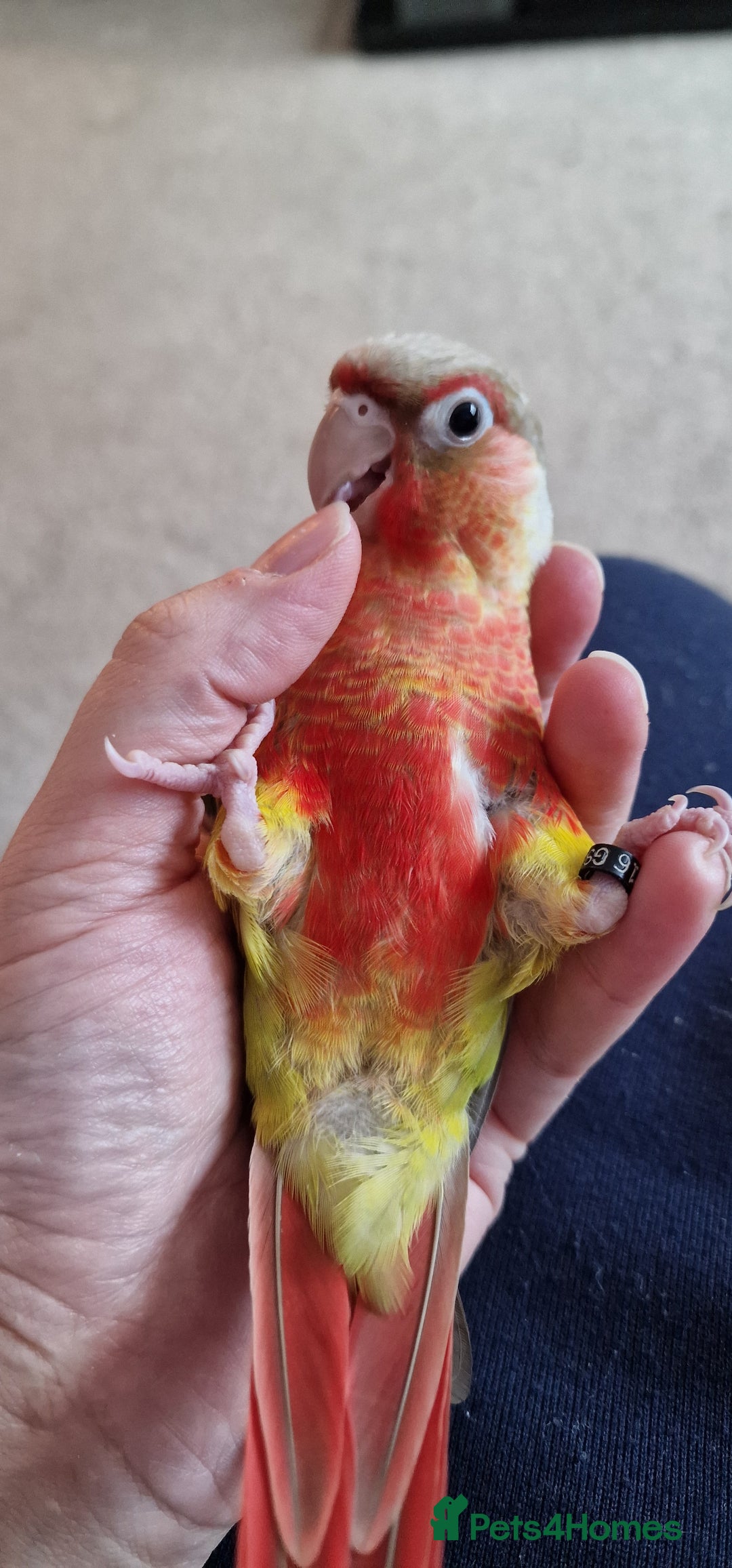 Conures birds for sale: Beautiful fully hand reared conure baby's  - Advert 23