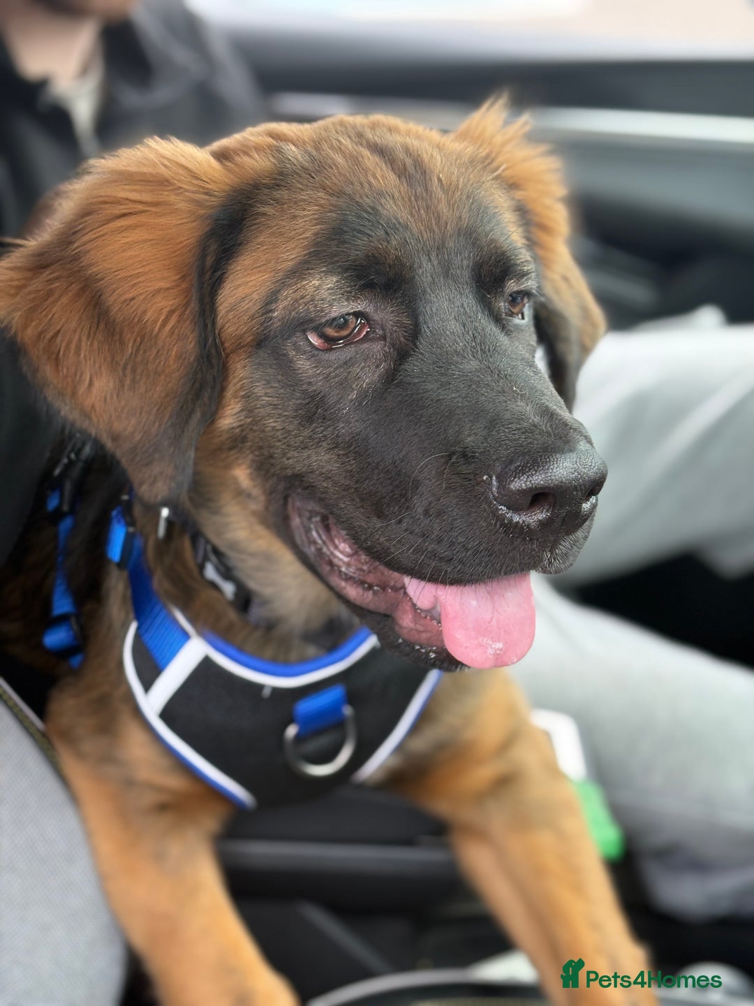 Mixed Breed dogs for sale: German shepherd x cane corso - Image 2