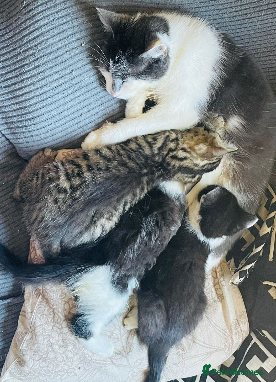 Mixed Breed cats Kittens for sale Walsall  - Advert 1