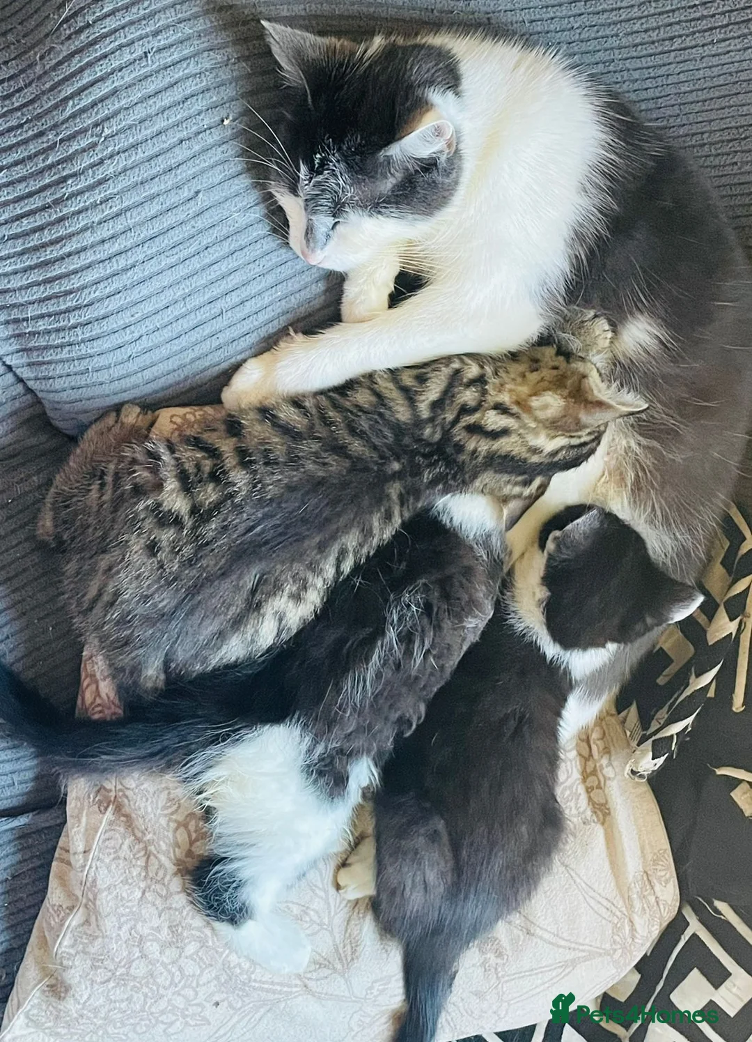 Mixed Breed cats for sale: Kittens for sale Walsall  in Walsall - Advert 1