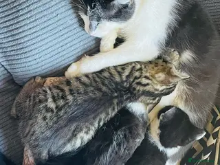 Mixed Breed cats Kittens for sale Walsall - Advert 4