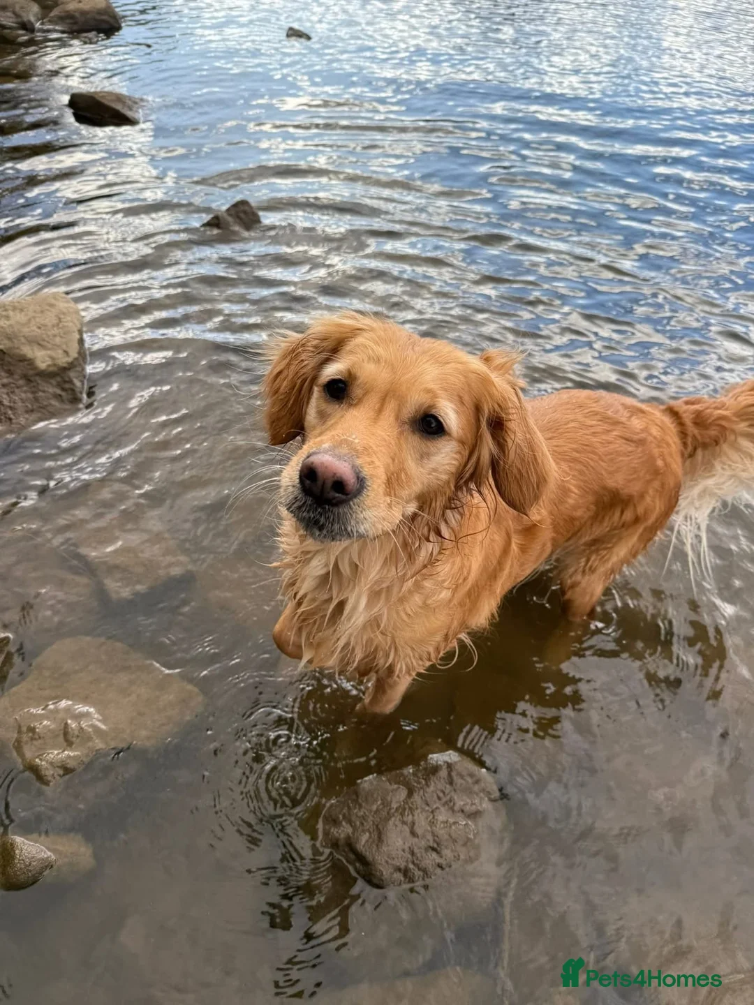 Golden Retriever dogs for sale: Golden Retriever Puppies - Advert 1
