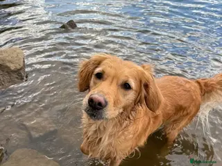 Golden Retriever dogs Golden Retriever Puppies - Advert 1