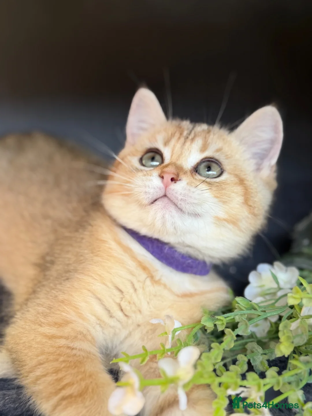 British Shorthair cats for sale: British sh blue golden adorable kittens GCCF  - Advert 18