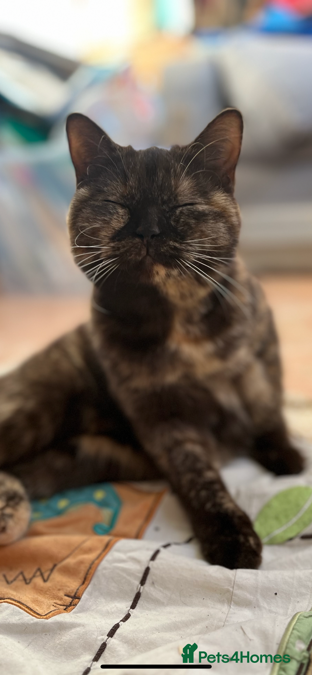 British Shorthair cats for sale: Beautiful British shorthair girl  - Advert 2