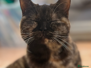 British Shorthair cats Beautiful British shorthair girl - Advert 3