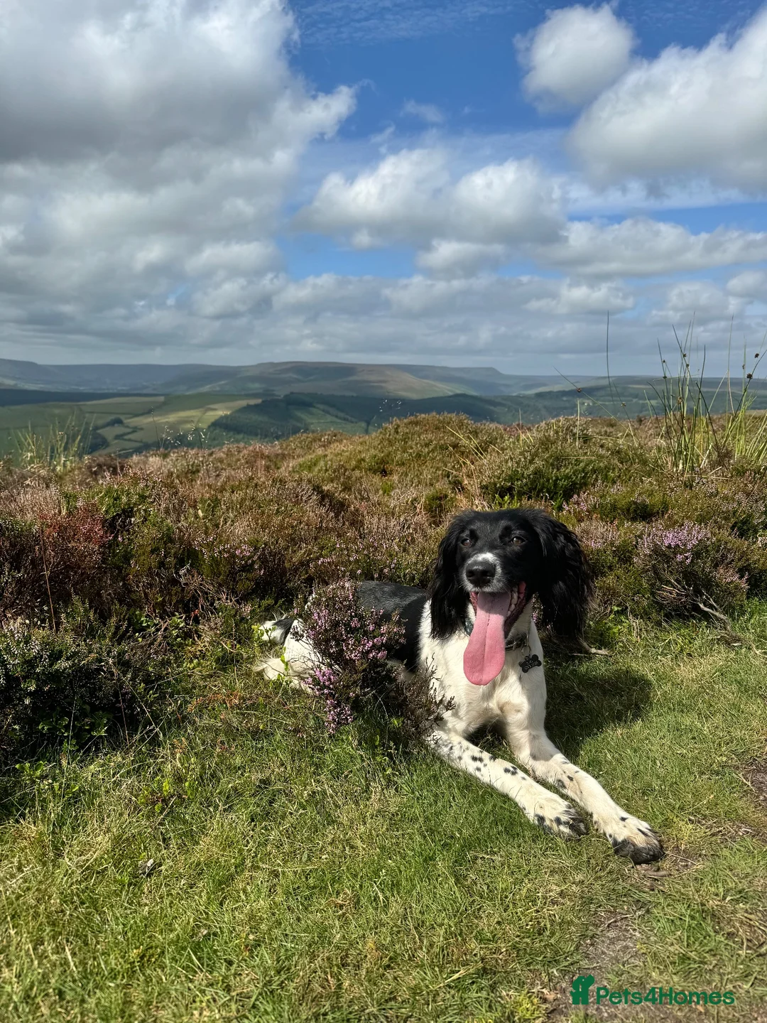 English Springer Spaniel dogs for sale: KC Champion bred Springer Spaniels - Advert 2
