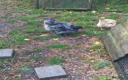 Chickens poultry for sale: Bantam blue Orpington cockerel £0 - Image 3