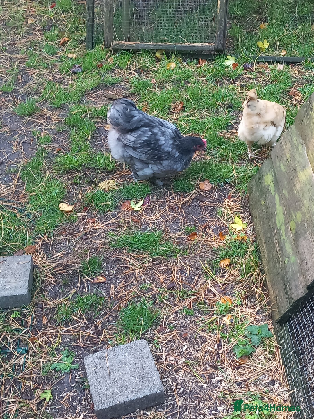 Chickens poultry for sale: Bantam blue Orpington cockerel £0 - Image 3