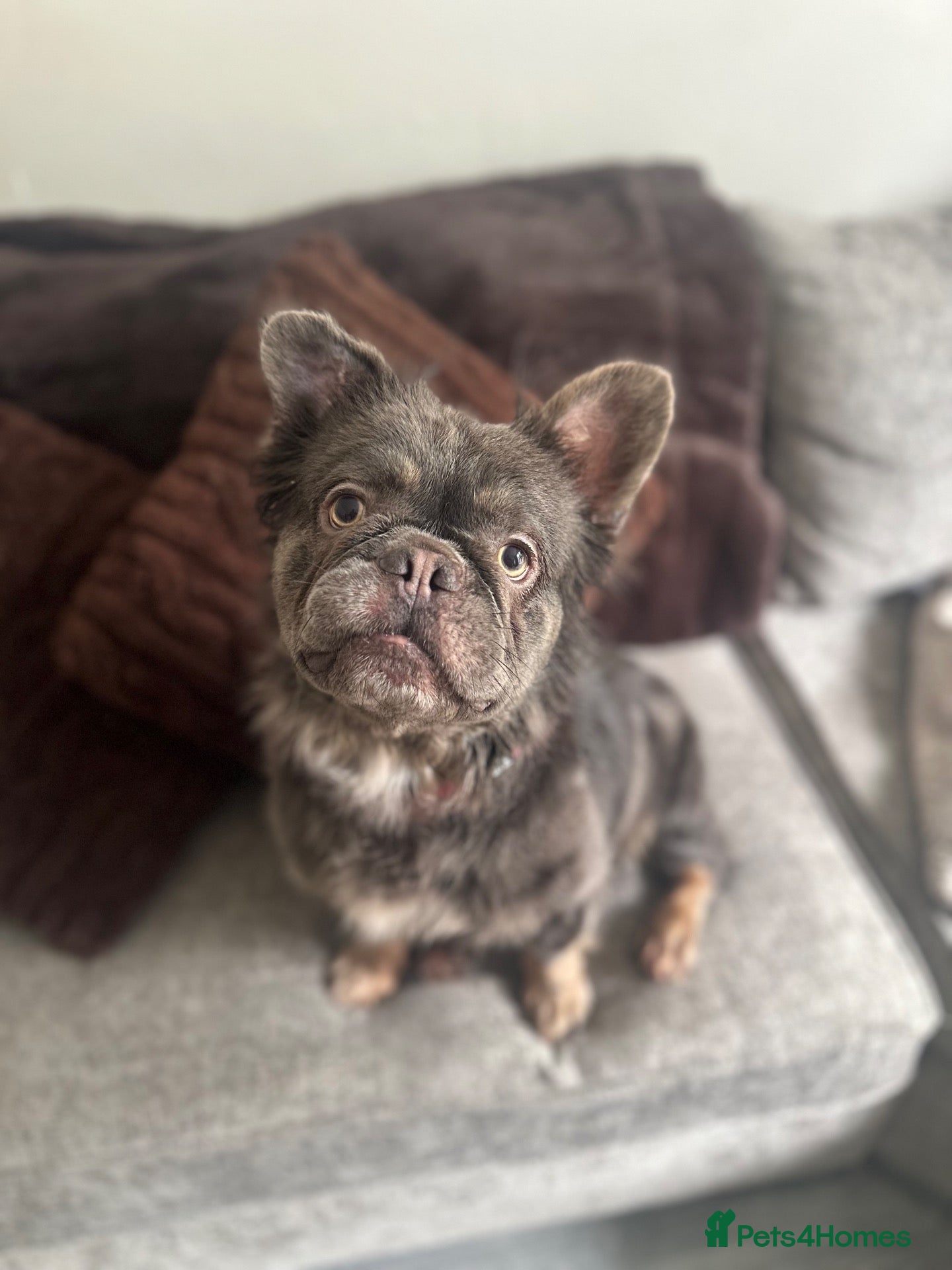 French Bulldog dogs Fluffy French bulldog for rehoming  - Advert 2