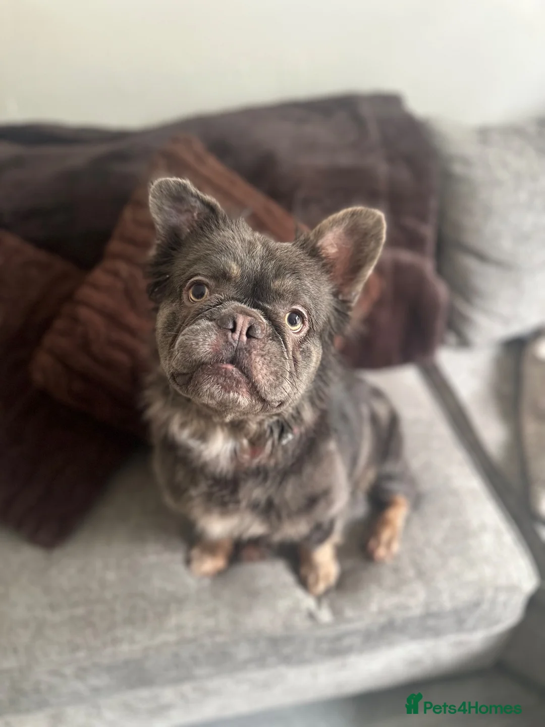 French Bulldog dogs for sale: Fluffy French bulldog for rehoming  - Advert 1