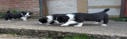 Border Collie dogs for sale: Border Collie Puppies for sale - Advert 3