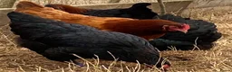 Chickens poultry for sale: Beautiful hybrid hens POL - Advert 2
