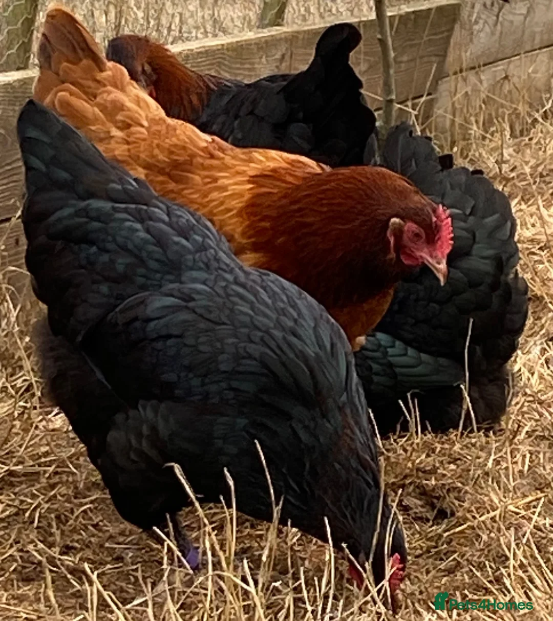 Chickens poultry for sale: Beautiful hybrid hens POL - Advert 2